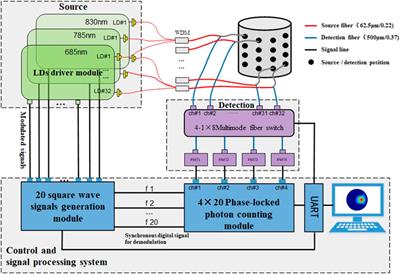 High-Sensitive Multiwavelength Dynamic Diffuse Optical Tomography System: A Preliminary Investigation
